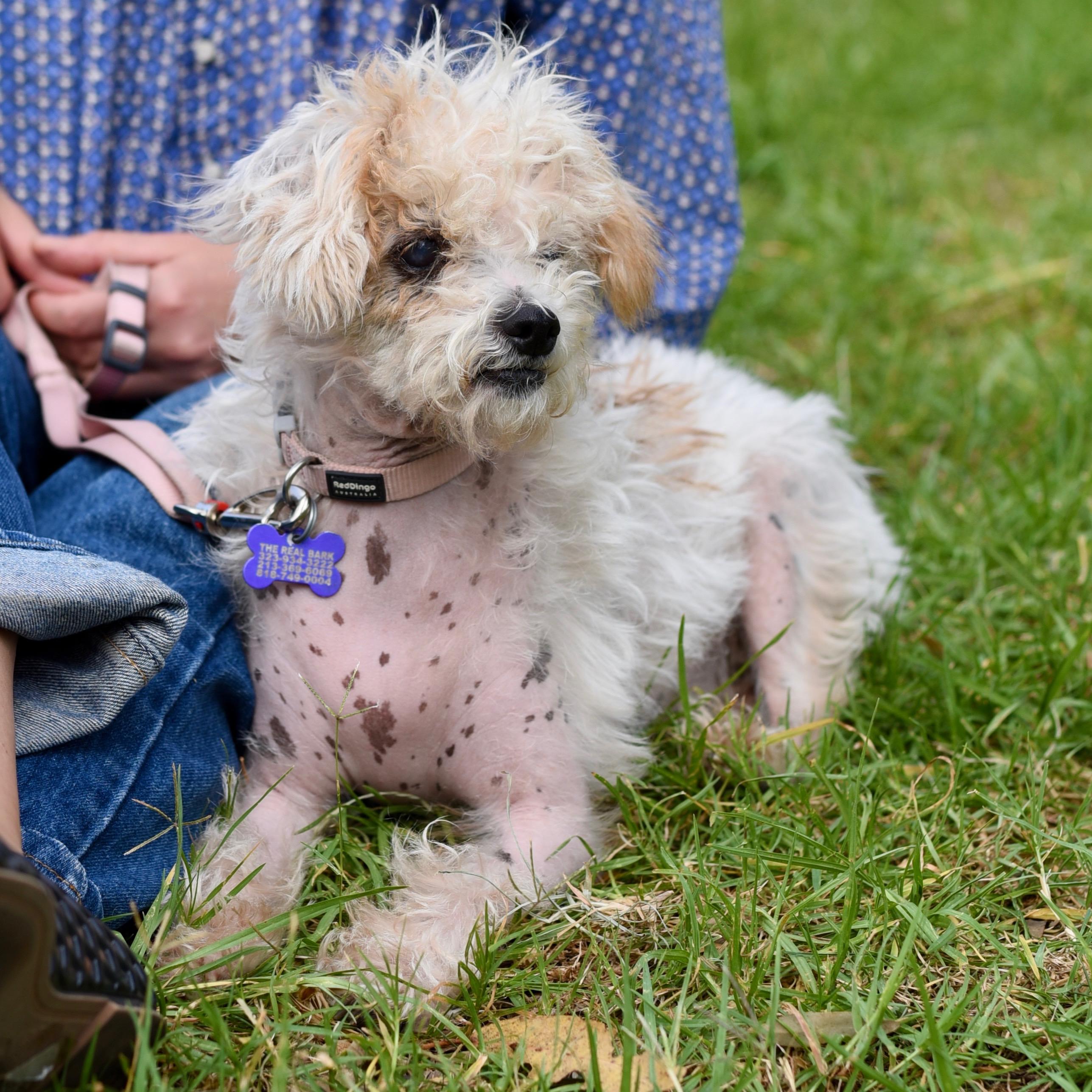 Enlarge Nadine, a Adoptable mixed breed in Los Angeles, CA image 4/6
