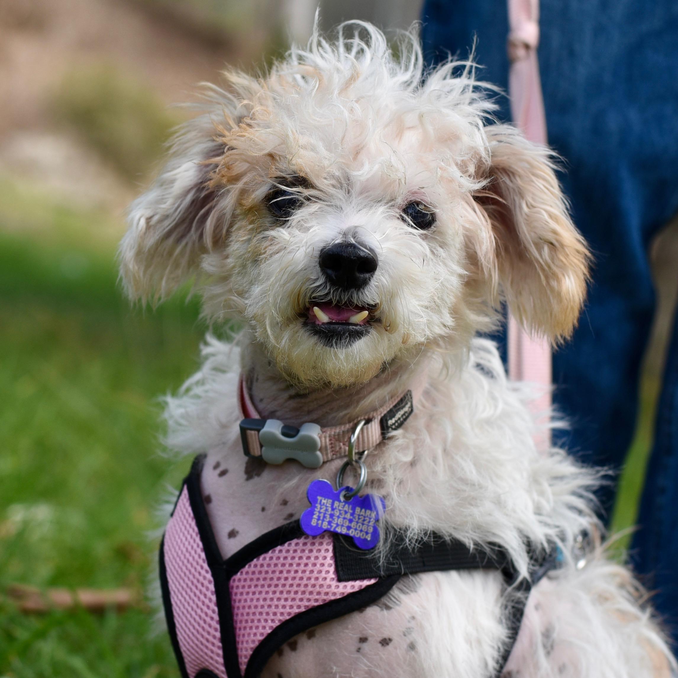 Nadine, Adoptable, Adult Female Chinese Crested Dog & Miniature Poodle.