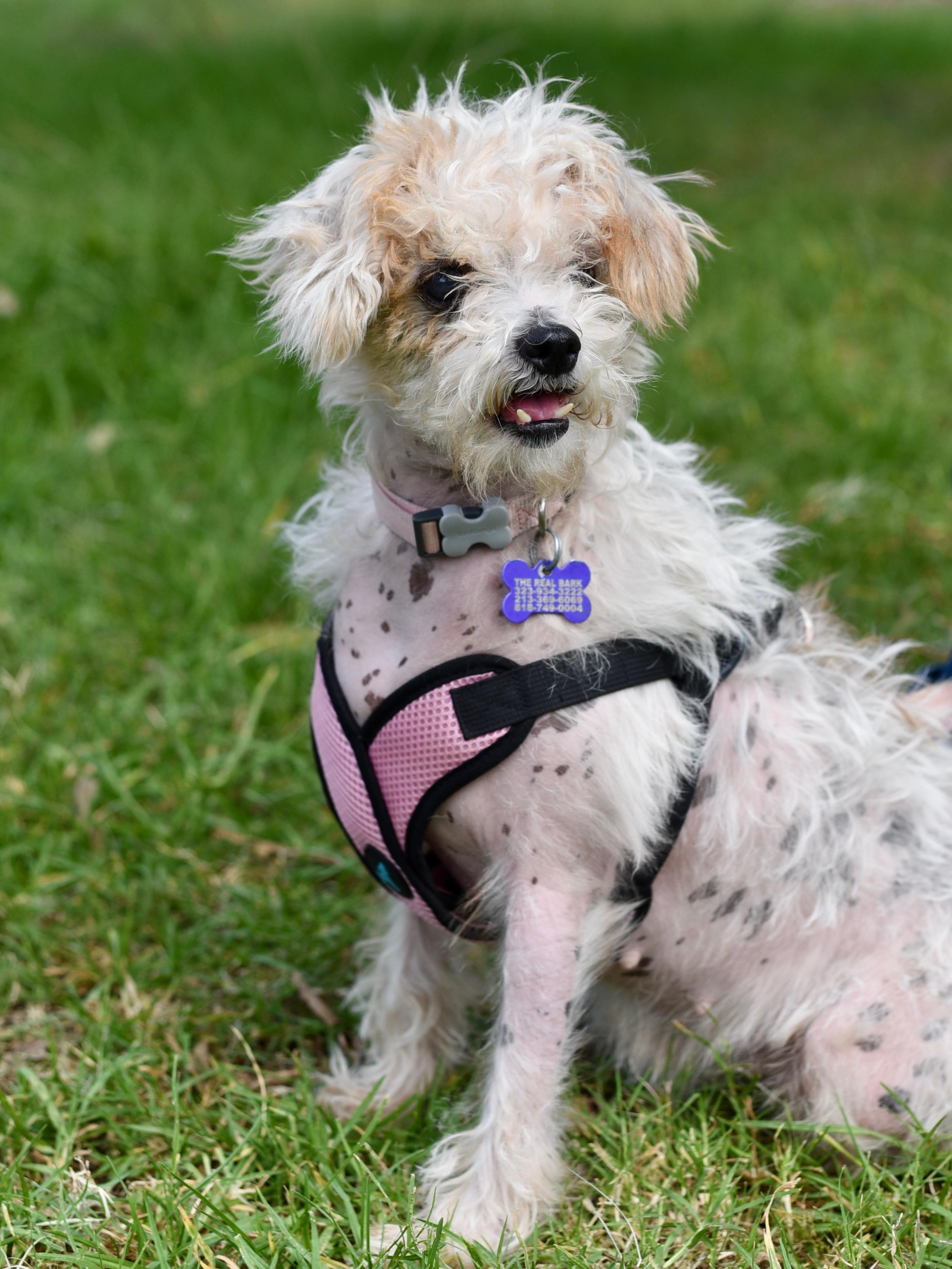 Enlarge Nadine, a Adoptable mixed breed in Los Angeles, CA image 2/6