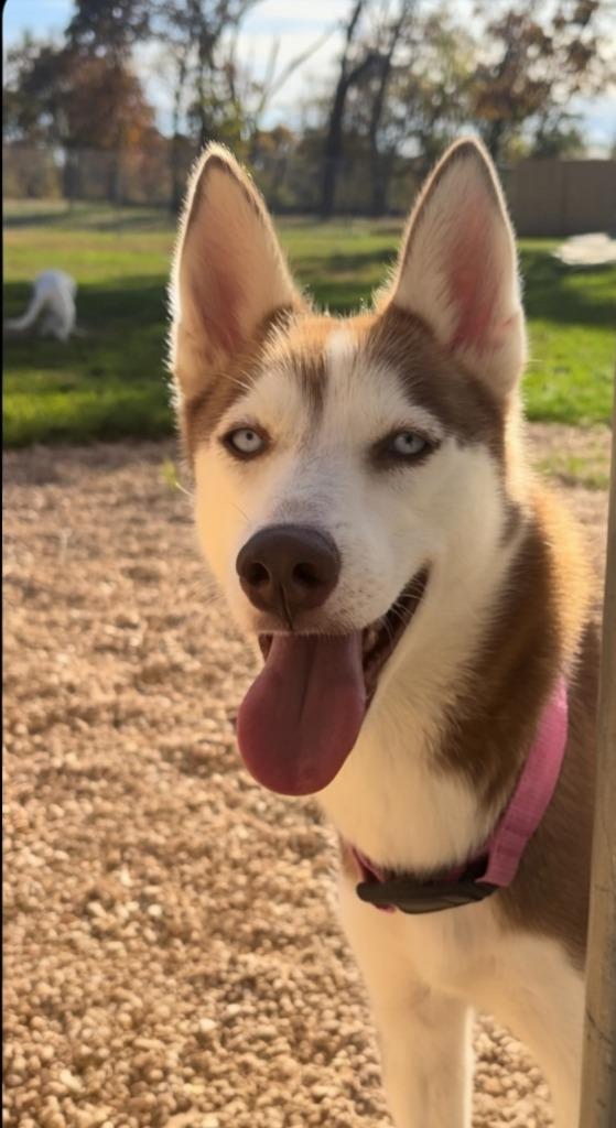 Rubie, Adoptable, Adult Female Husky & Mixed Breed.