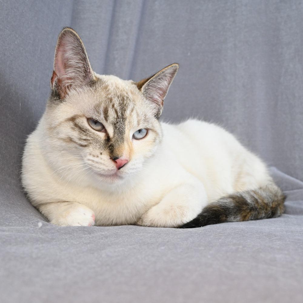 Enlarge Bobbie, a Adoptable mixed breed in Mobile, AL image 1/6