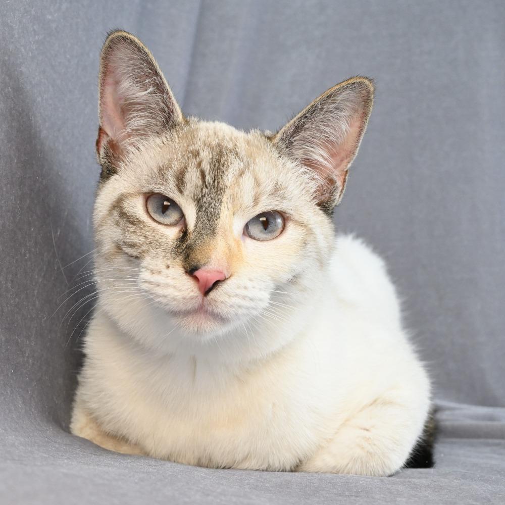 Enlarge Bobbie, a Adoptable mixed breed in Mobile, AL image 2/6