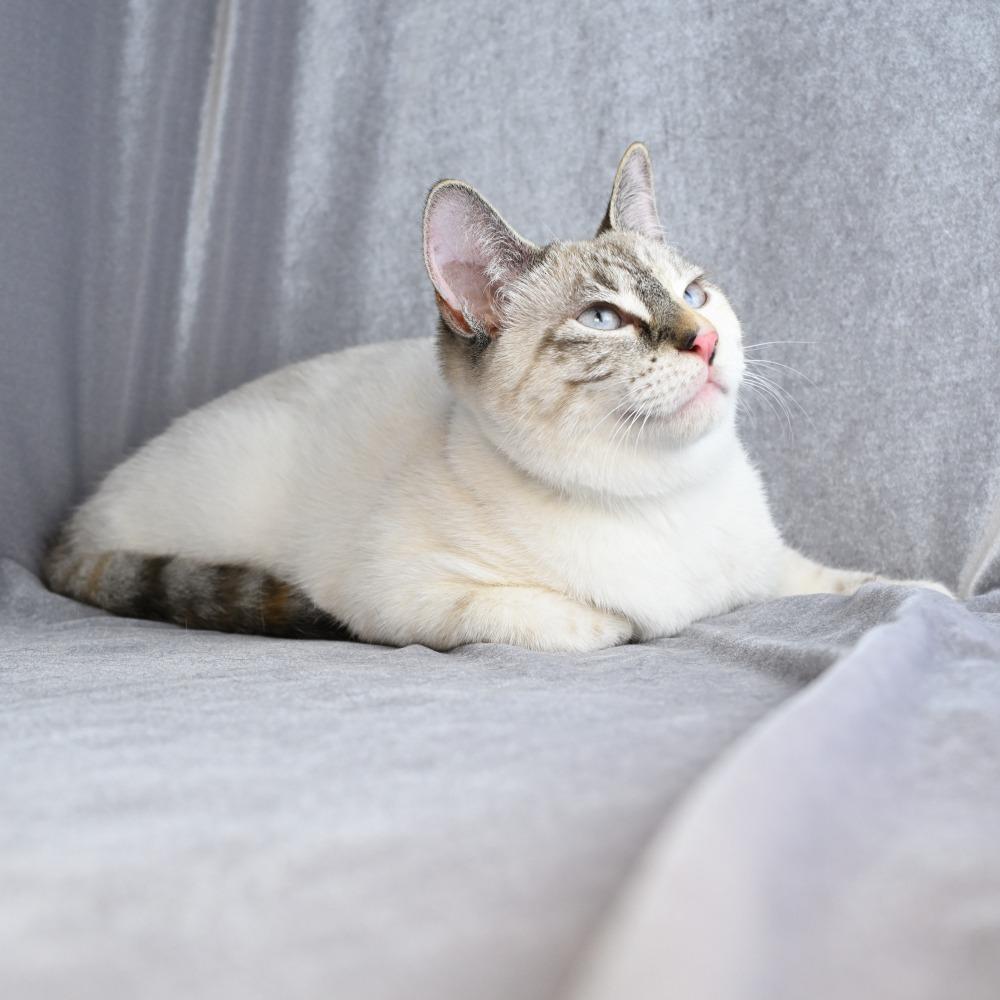 Enlarge Bobbie, a Adoptable mixed breed in Mobile, AL image 3/6