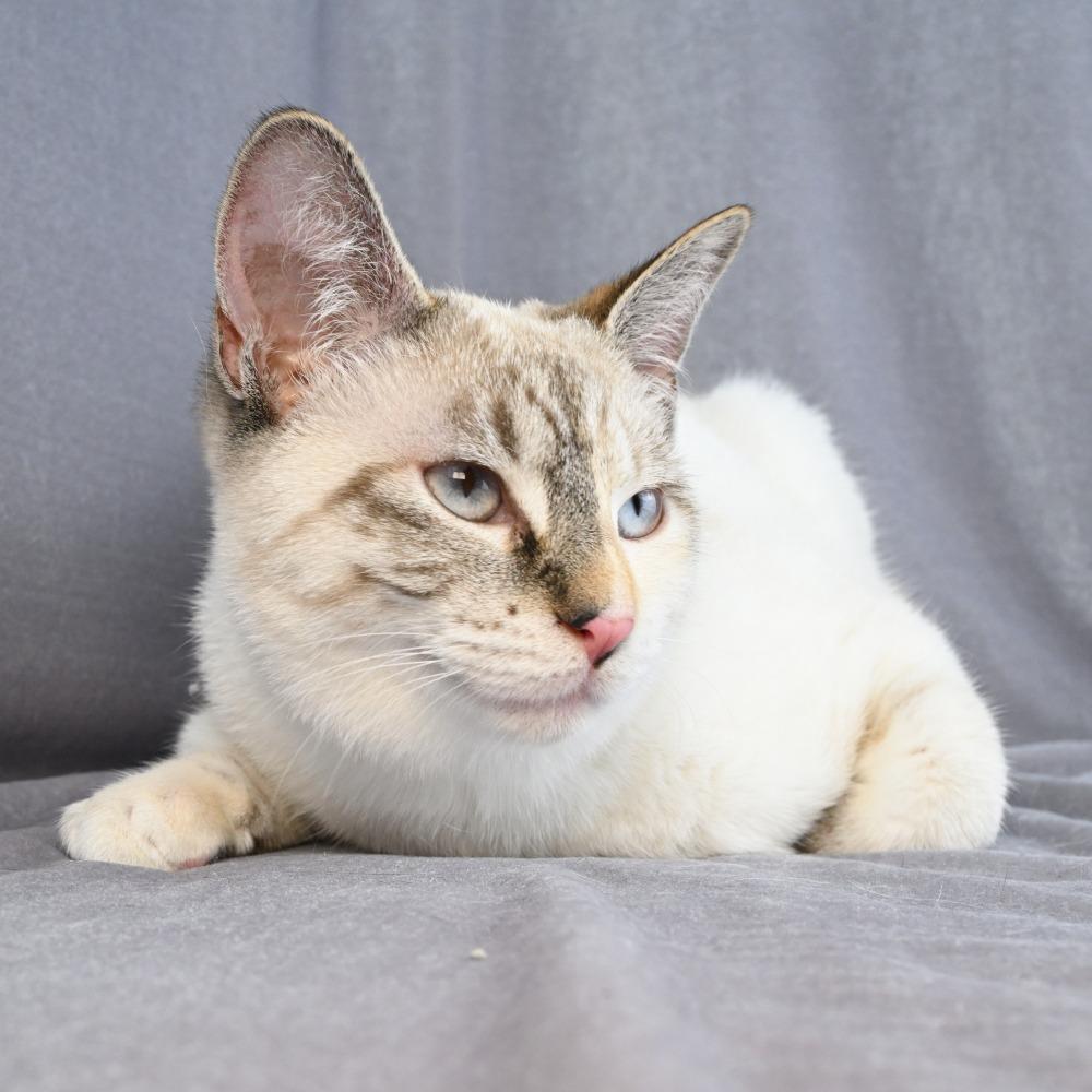 Enlarge Bobbie, a Adoptable mixed breed in Mobile, AL image 4/6