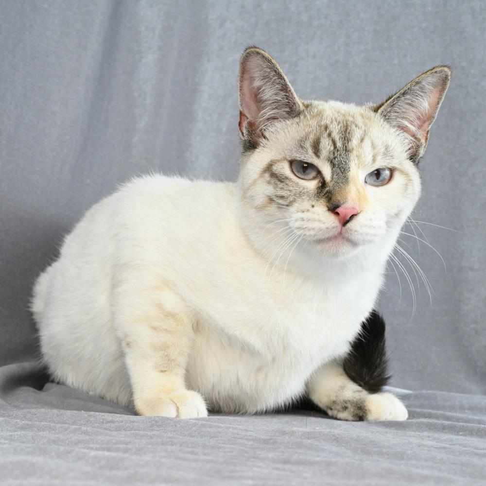 Enlarge Bobbie, a Adoptable mixed breed in Mobile, AL image 5/6