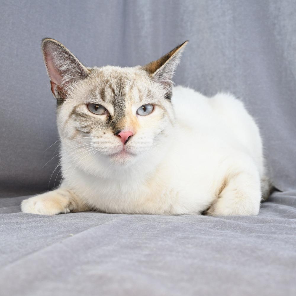 Enlarge Bobbie, a Adoptable mixed breed in Mobile, AL image 6/6