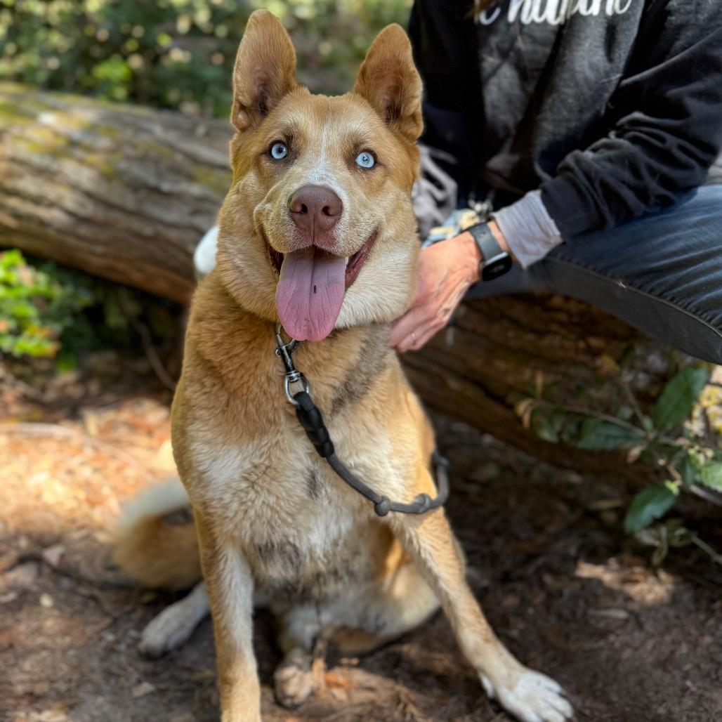 Sherman, a Adoptable Mixed Breed in Fort Bragg, CA image 1/6