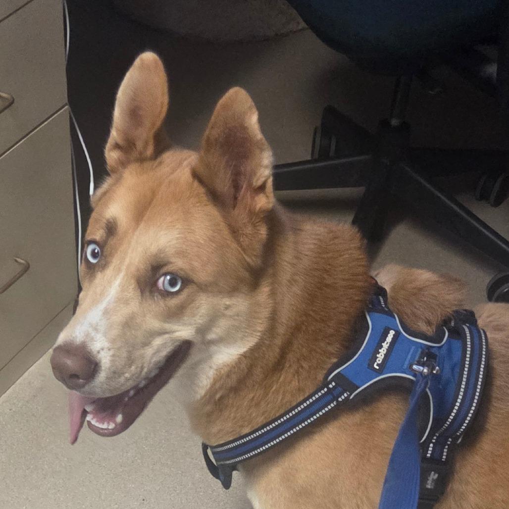 Sherman, Adoptable, Young Male Mixed Breed.