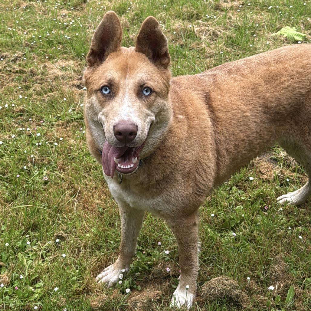 Enlarge Sherman, a Adoptable Mixed Breed in Fort Bragg, CA image 2/6