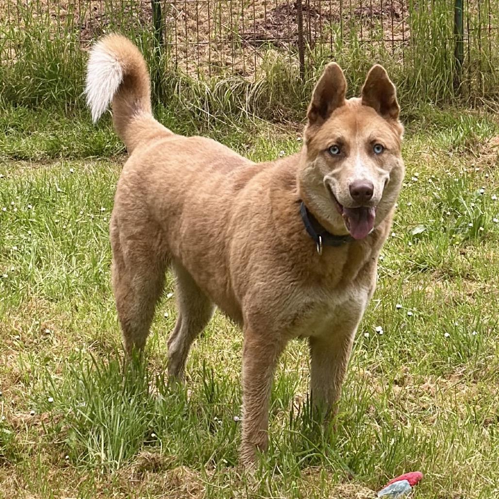 Enlarge Sherman, a Adoptable Mixed Breed in Fort Bragg, CA image 3/6