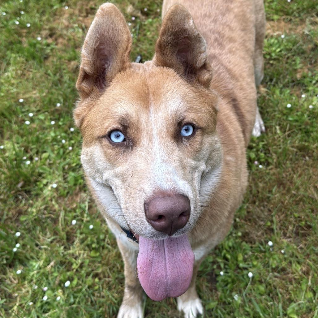 Enlarge Sherman, a Adoptable Mixed Breed in Fort Bragg, CA image 4/6