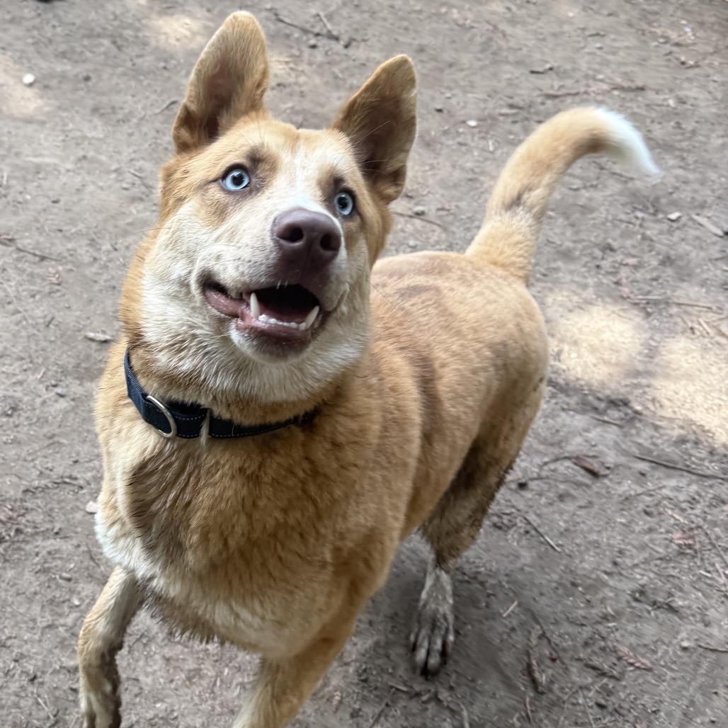 Enlarge Sherman, a Adoptable Mixed Breed in Fort Bragg, CA image 5/6