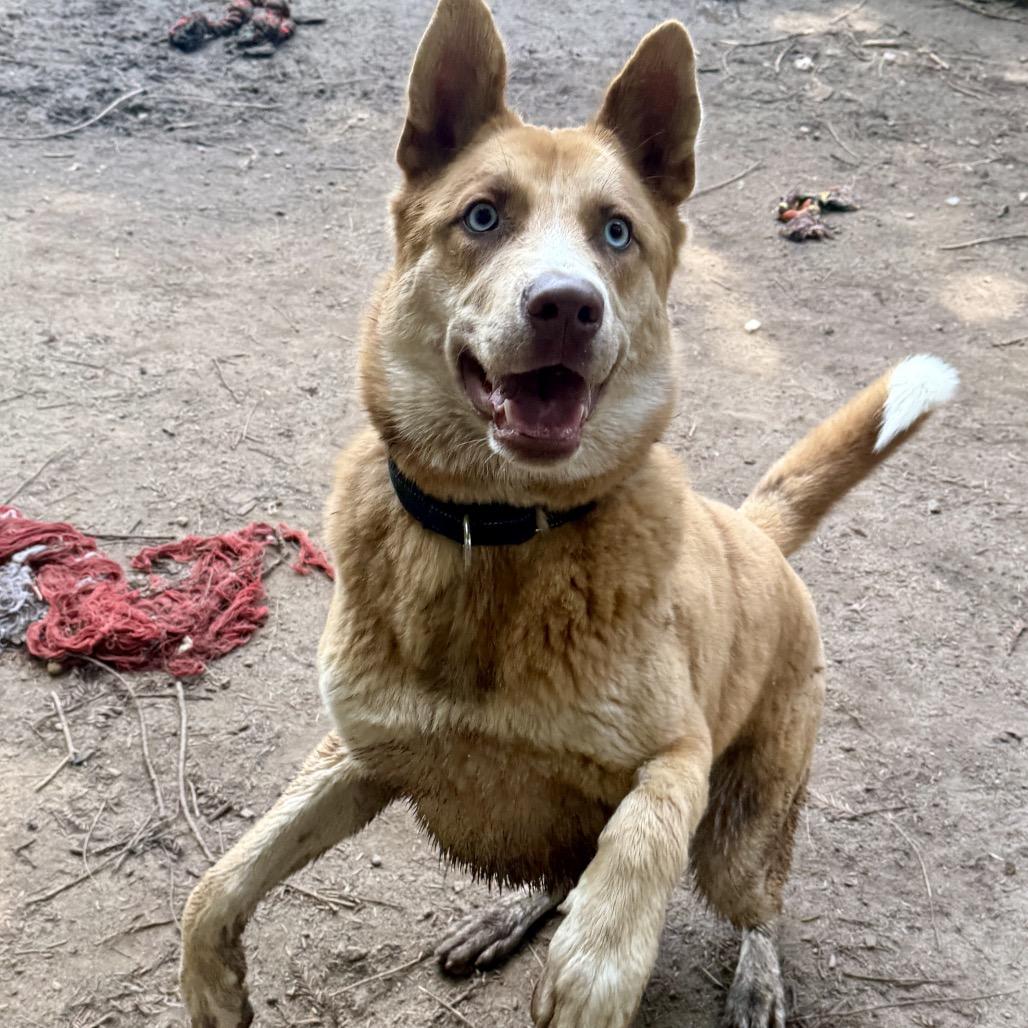 Enlarge Sherman, a Adoptable Mixed Breed in Fort Bragg, CA image 6/6