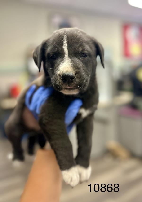 Saturday, Adoptable, Puppy Male Shepherd.