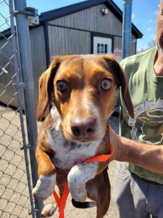 DOROTHY (99-26), an adopted mixed breed in Cambridge, OH image 1/3