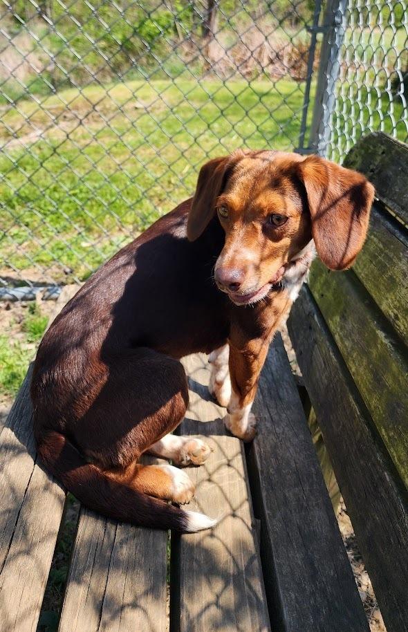 DOROTHY (99-26), an adopted mixed breed in Cambridge, OH image 3/3