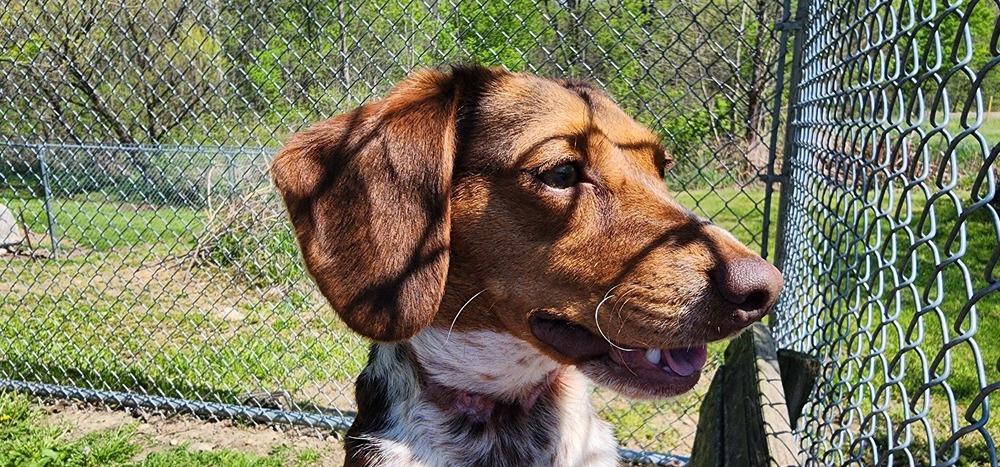 DOROTHY (99-26), an adopted mixed breed in Cambridge, OH image 2/3