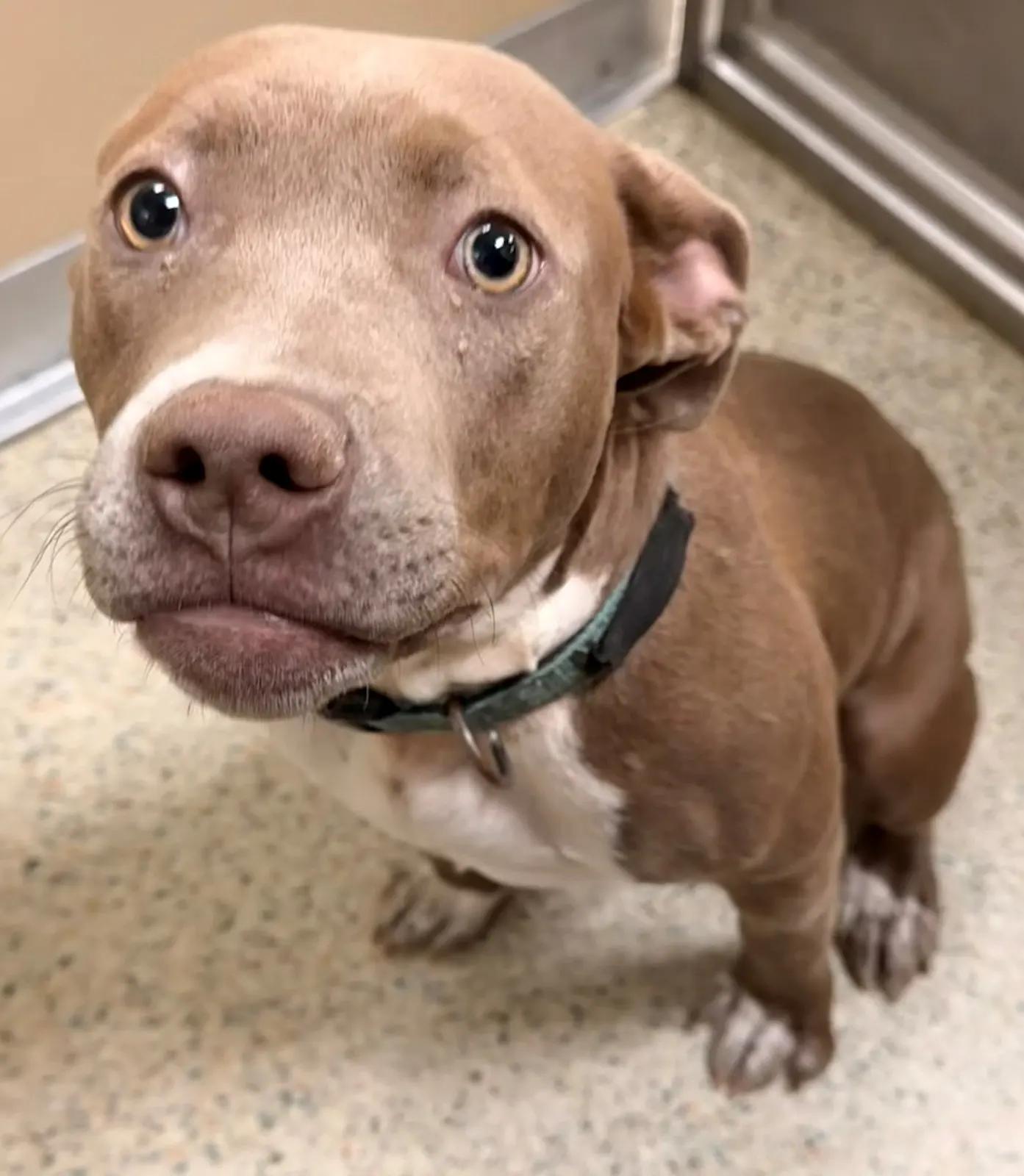 Fawn 60112031, ADOPTABLE, Young Female Pit Bull Terrier.