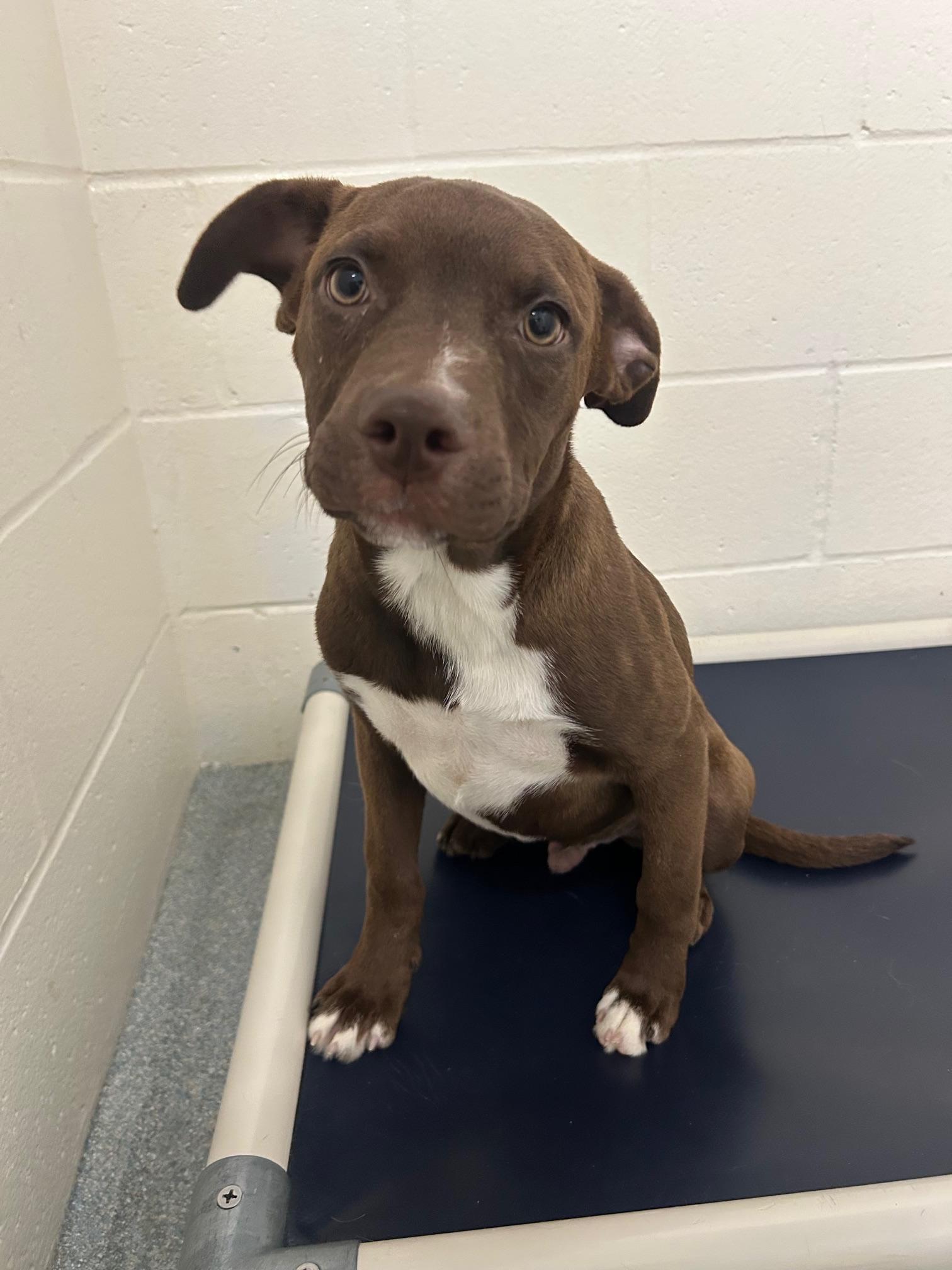 Enlarge Nola, a ADOPTABLE mixed breed in St. Joseph, MI image 1/1