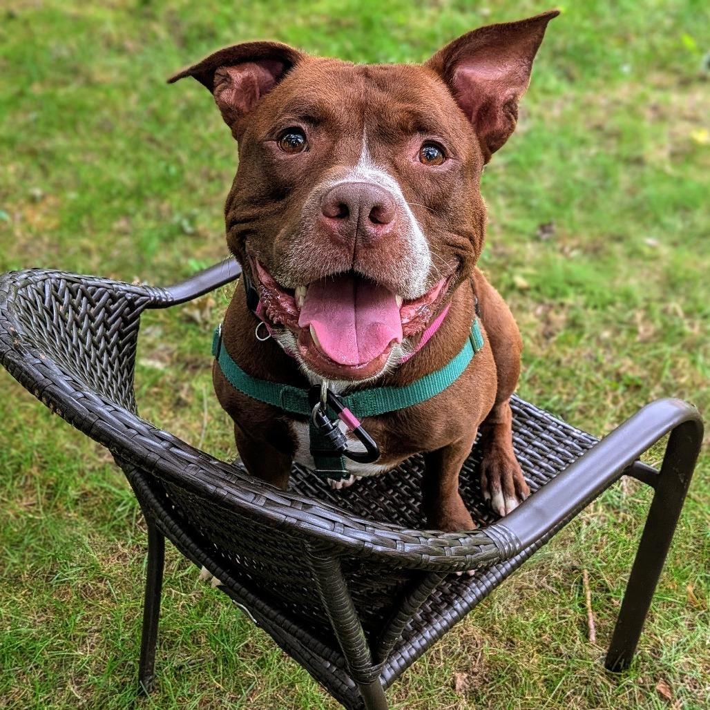 Enlarge Damon, a Adoptable Mixed Breed in Fairport, NY image 1/6