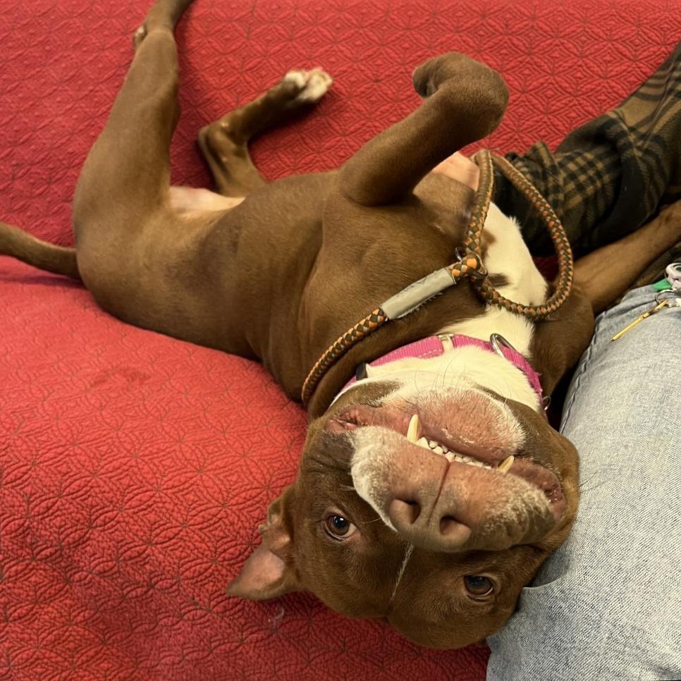 Enlarge Damon, a Adoptable Mixed Breed in Fairport, NY image 2/6