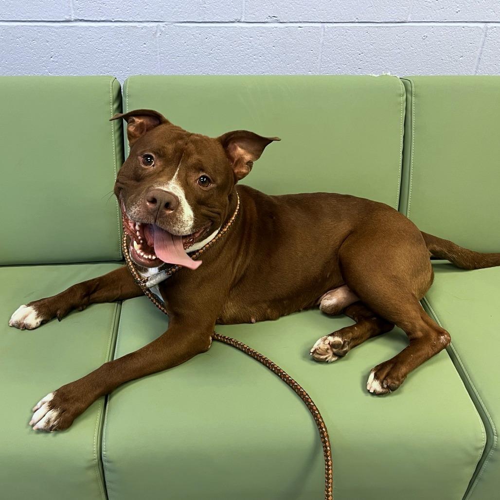 Enlarge Damon, a Adoptable Mixed Breed in Fairport, NY image 3/6