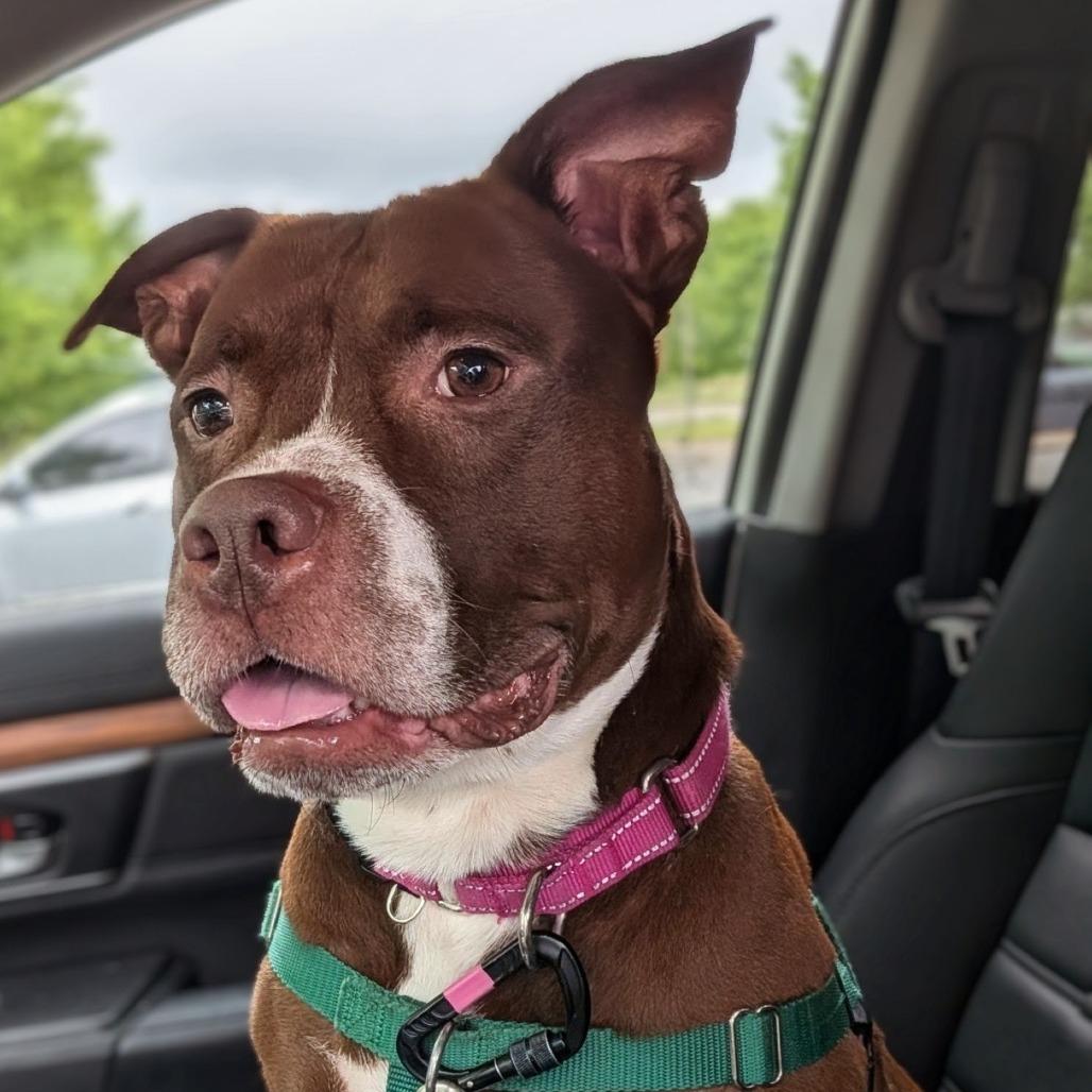 Enlarge Damon, a Adoptable Mixed Breed in Fairport, NY image 4/6