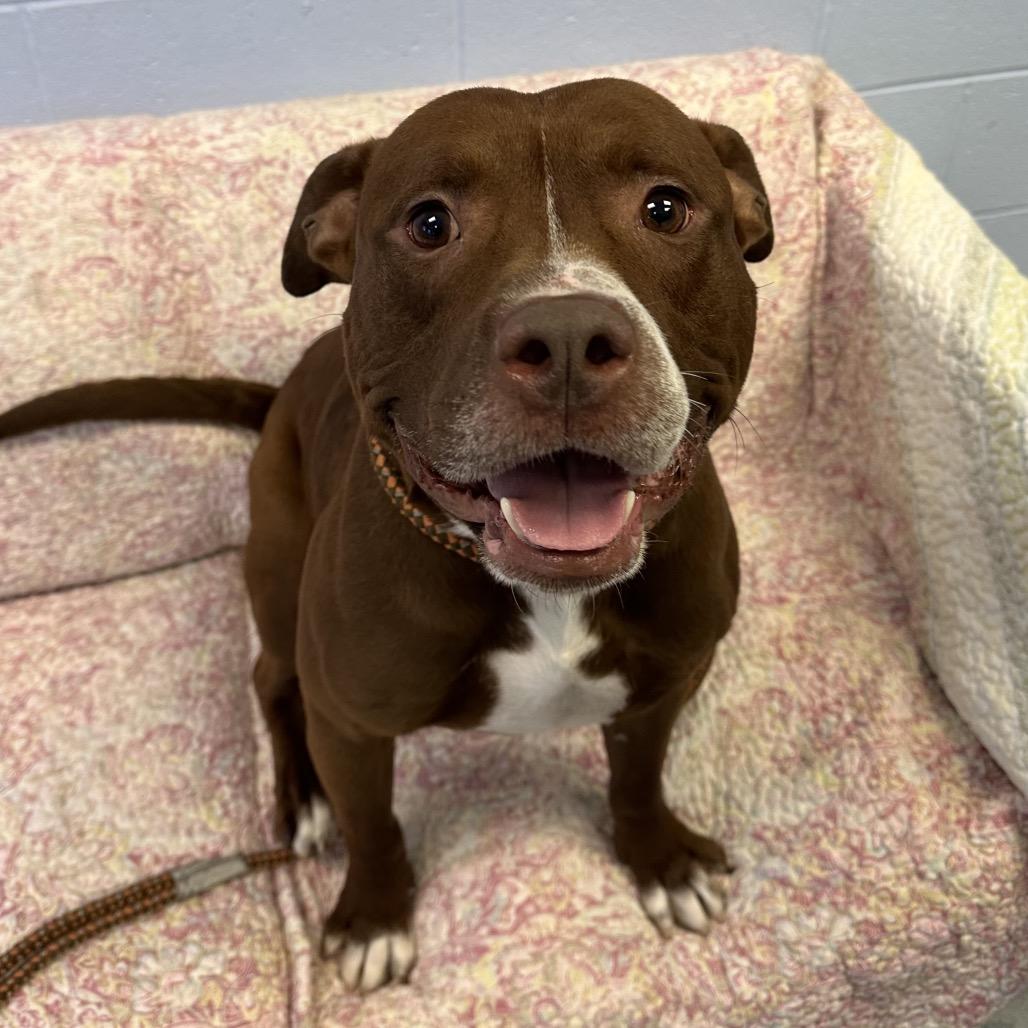 Enlarge Damon, a Adoptable Mixed Breed in Fairport, NY image 6/6