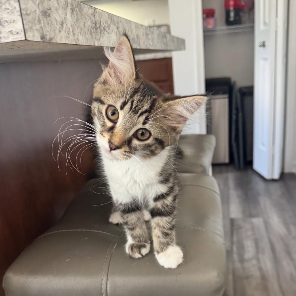 Nala, Adoptable, Young Female Domestic Medium Hair.