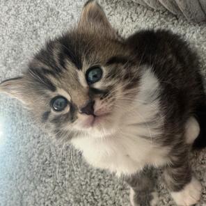 Enlarge Nala, a Adoptable Domestic Medium Hair in Ferndale, MI image 2/6