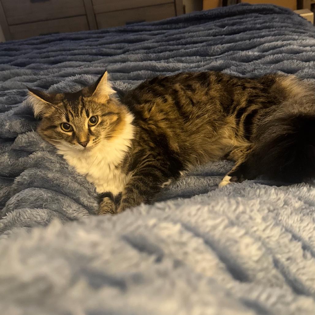 Enlarge Nala, a Adoptable Domestic Medium Hair in Ferndale, MI image 3/6