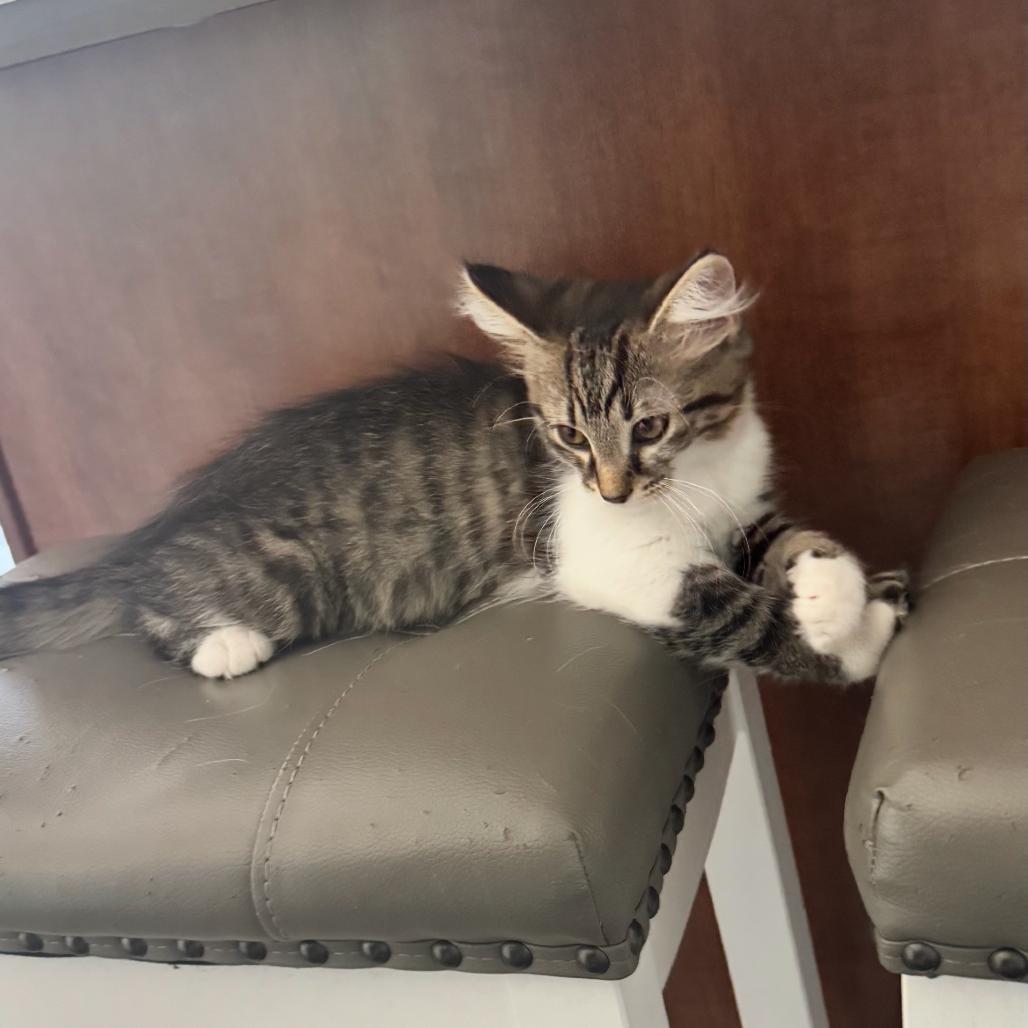 Enlarge Nala, a Adoptable Domestic Medium Hair in Ferndale, MI image 4/6