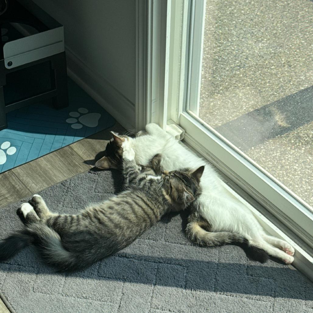 Enlarge Nala, a Adoptable Domestic Medium Hair in Ferndale, MI image 5/6