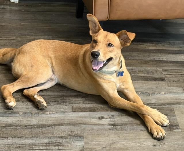 Benson, a Adoptable mixed breed in Woburn, MA image 5/6