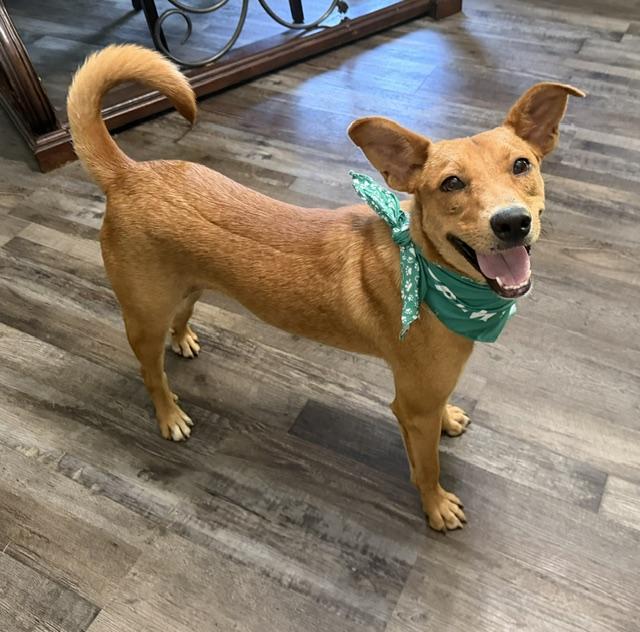 Benson, a Adoptable mixed breed in Woburn, MA image 6/6