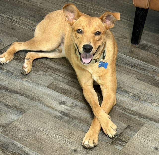 Benson, a Adoptable mixed breed in Woburn, MA image 3/6