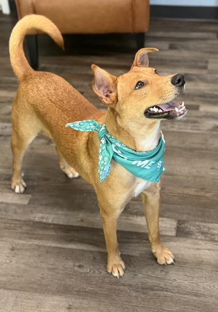 Benson, a Adoptable mixed breed in Woburn, MA image 2/6