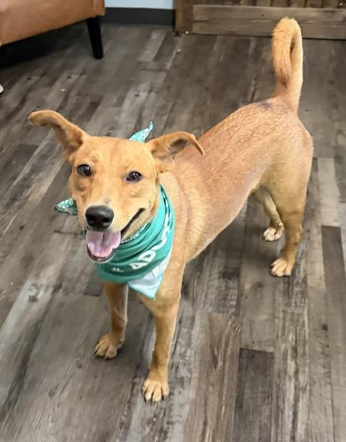 Benson, a Adoptable mixed breed in Woburn, MA image 4/6