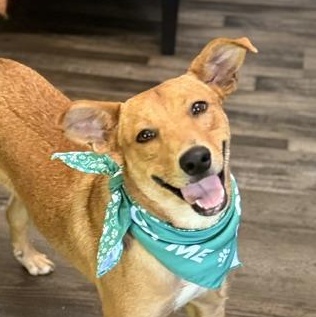Benson, a Adoptable mixed breed in Woburn, MA image 1/6