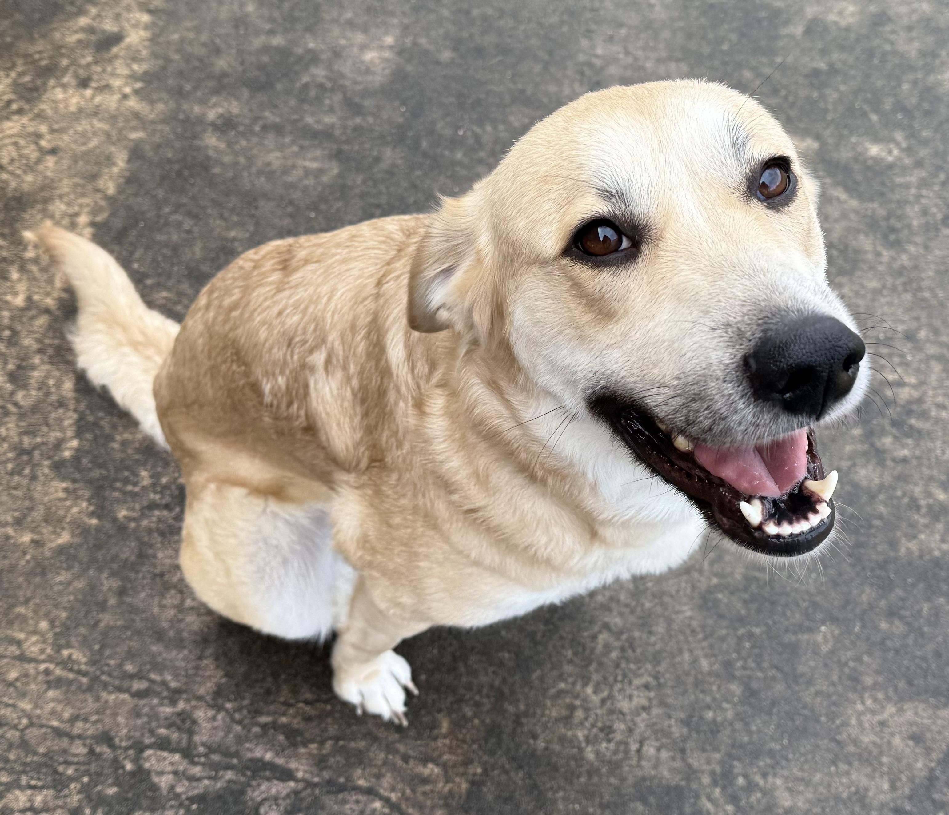 Enlarge Amy, a ADOPTABLE mixed breed in New Canaan, CT image 2/6