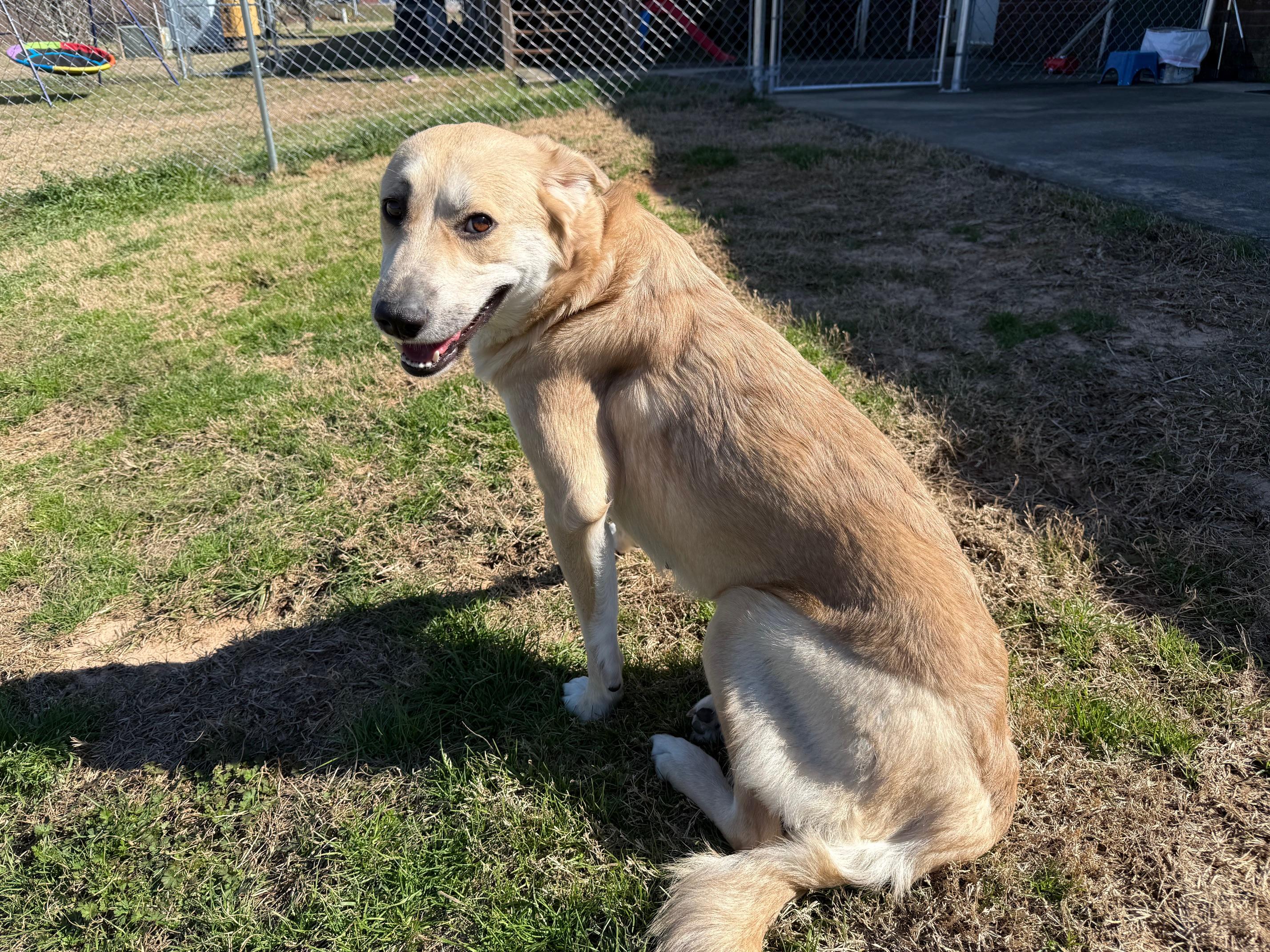 Enlarge Amy, a ADOPTABLE mixed breed in New Canaan, CT image 6/6