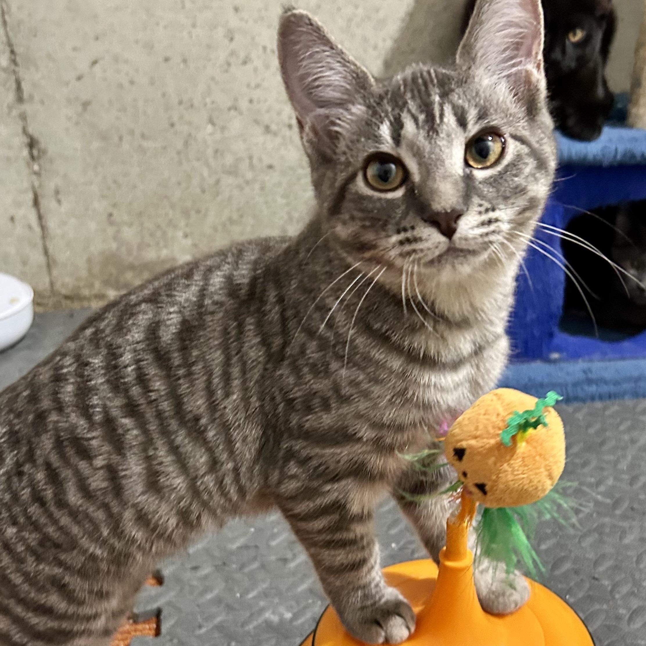 Popcorn, adopted, Kitten Female Domestic Short Hair.