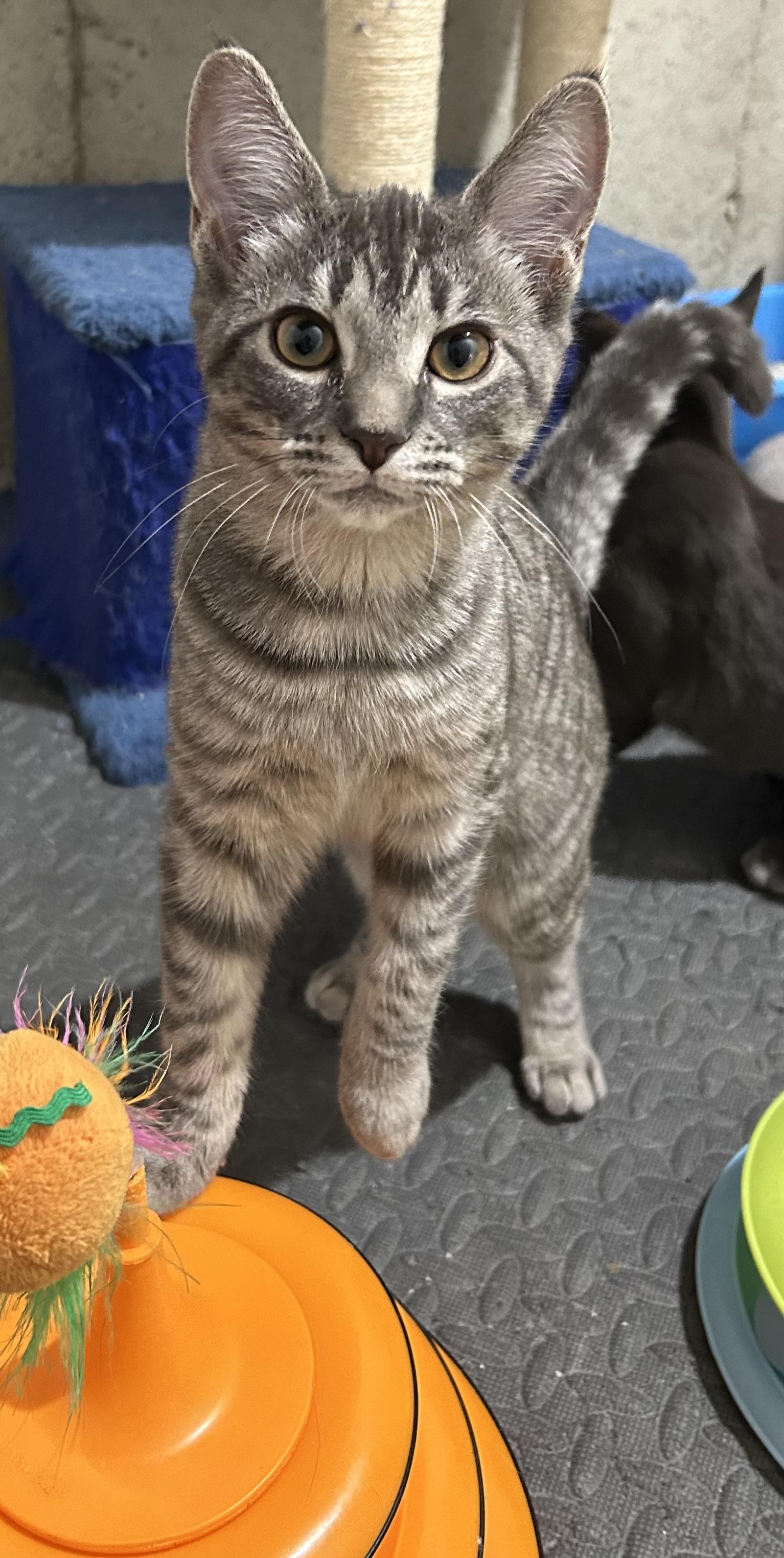 Popcorn, an adopted Domestic Short Hair in Warwick, RI image 2/3