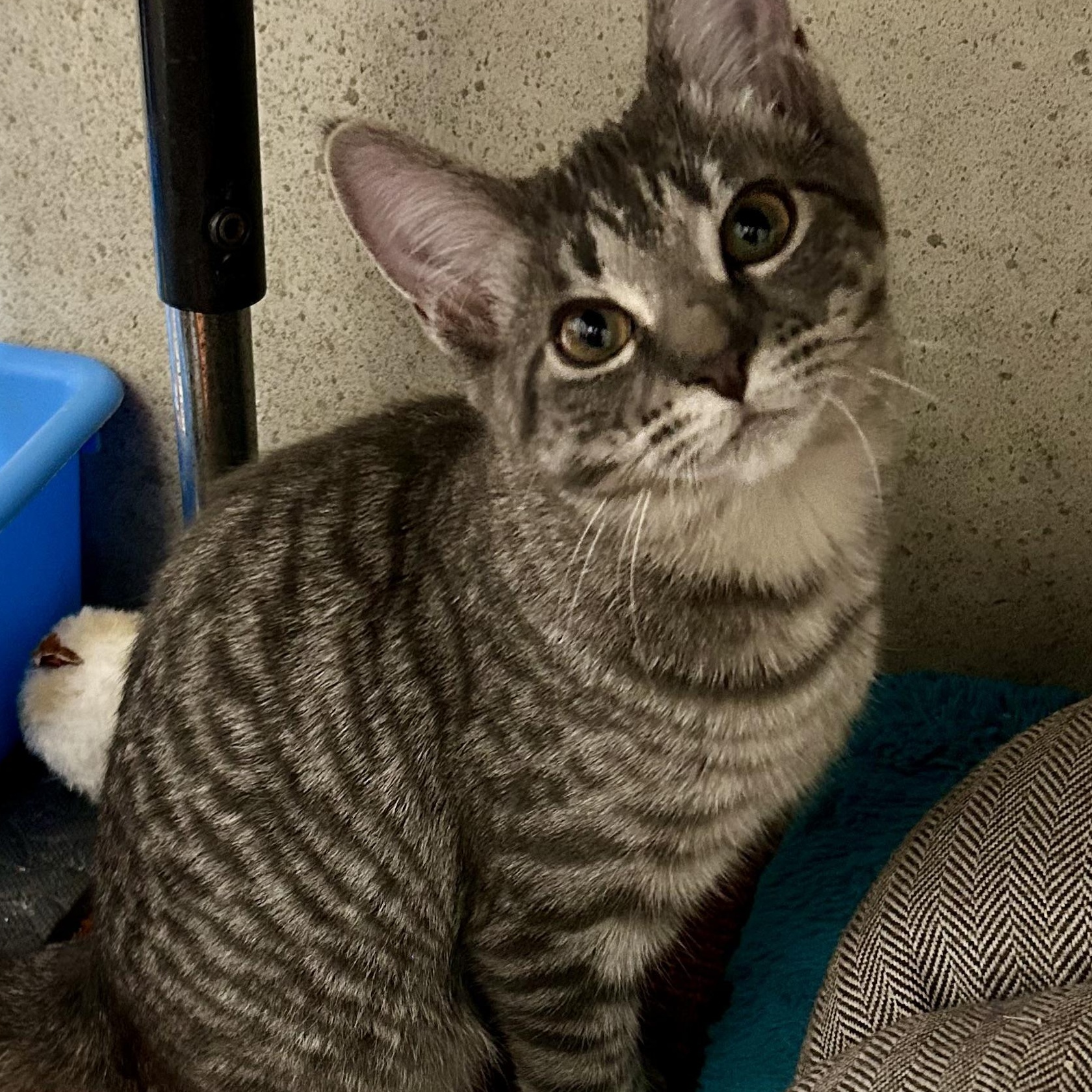 Popcorn, an adopted Domestic Short Hair in Warwick, RI image 3/3