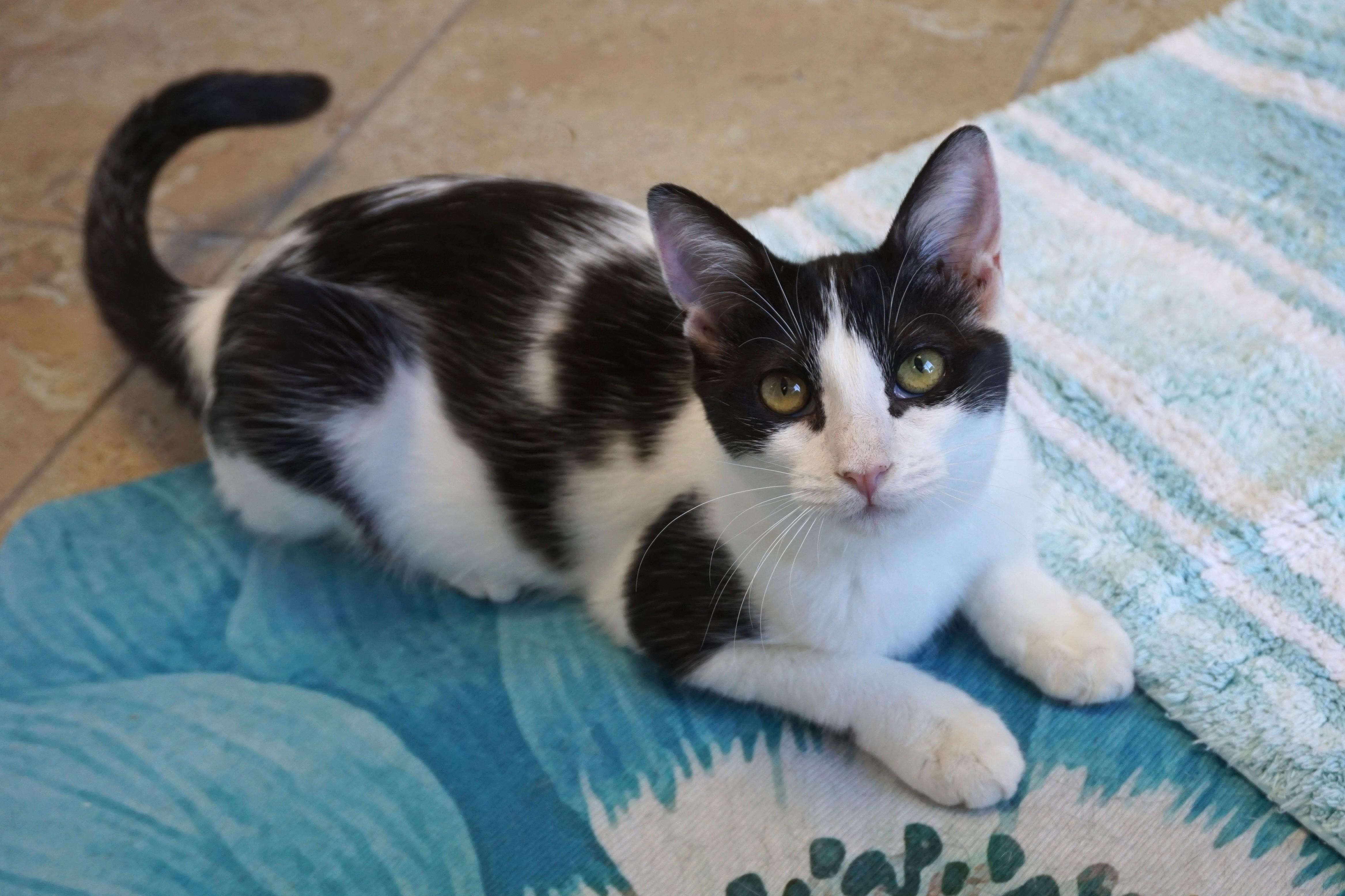 Vega, Adoptable, Young Female Domestic Short Hair.