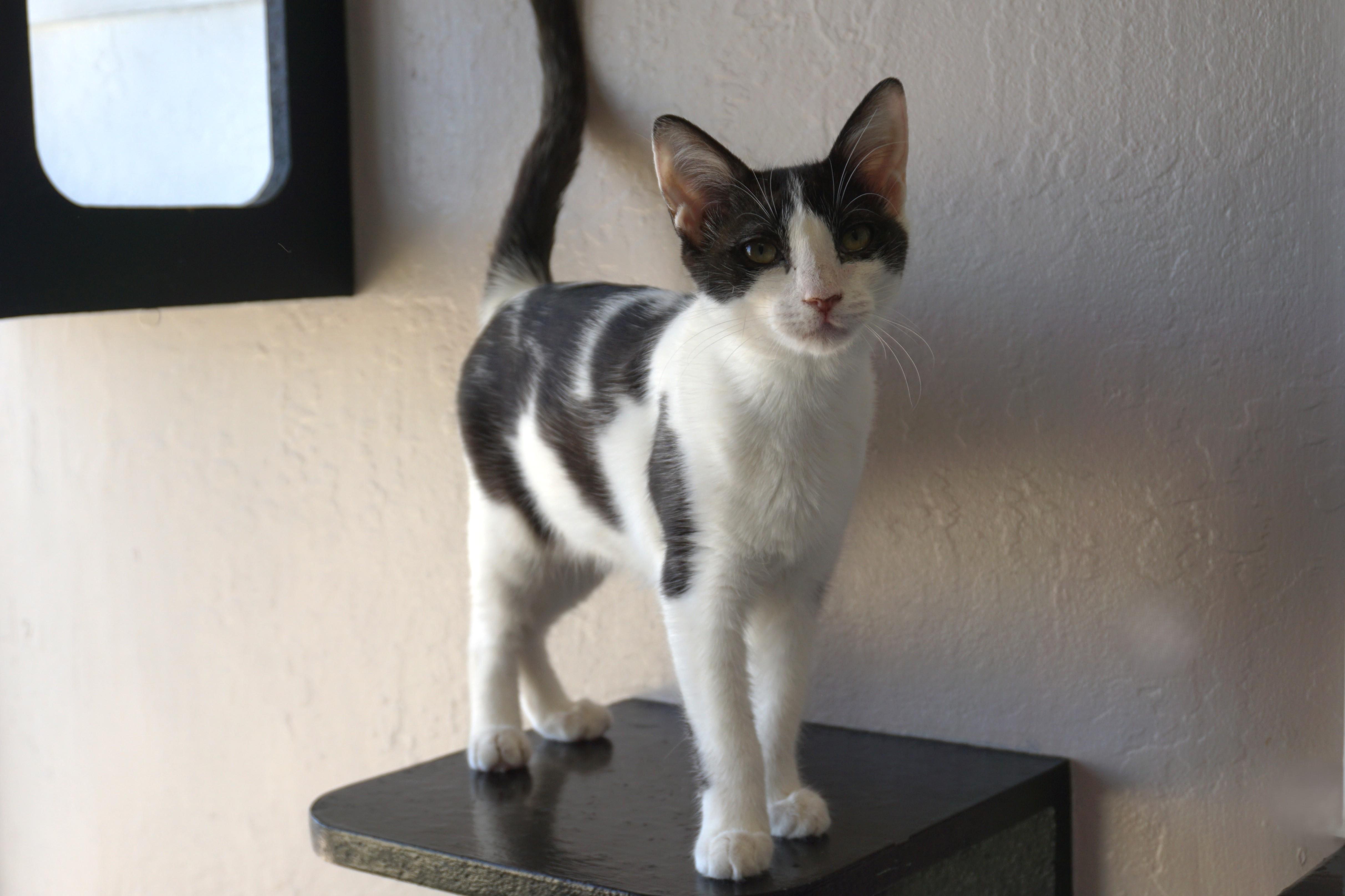 Enlarge Vega, a Adoptable Domestic Short Hair in Fountain Hills, AZ image 6/6