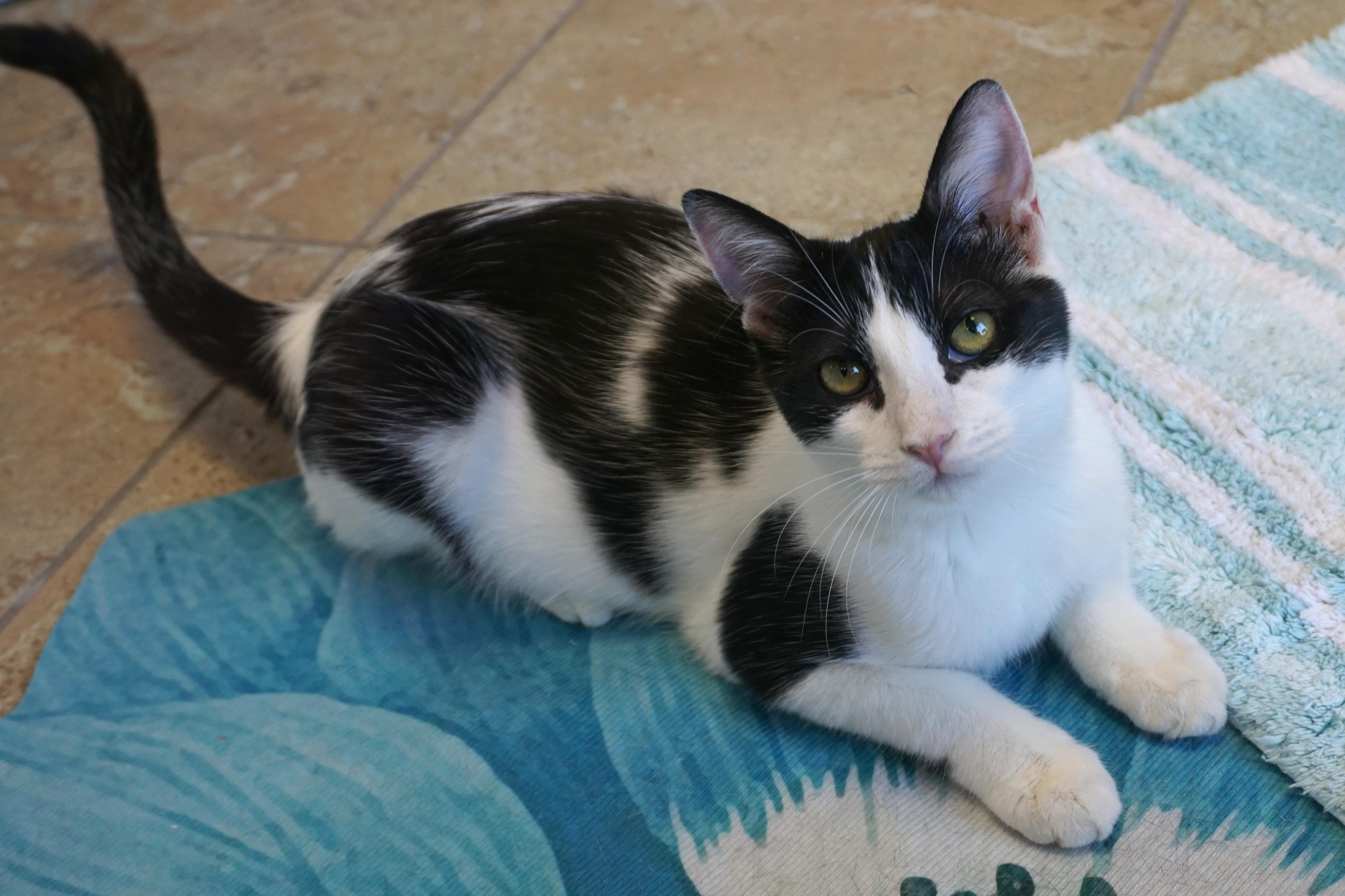 Enlarge Vega, a Adoptable Domestic Short Hair in Fountain Hills, AZ image 3/6