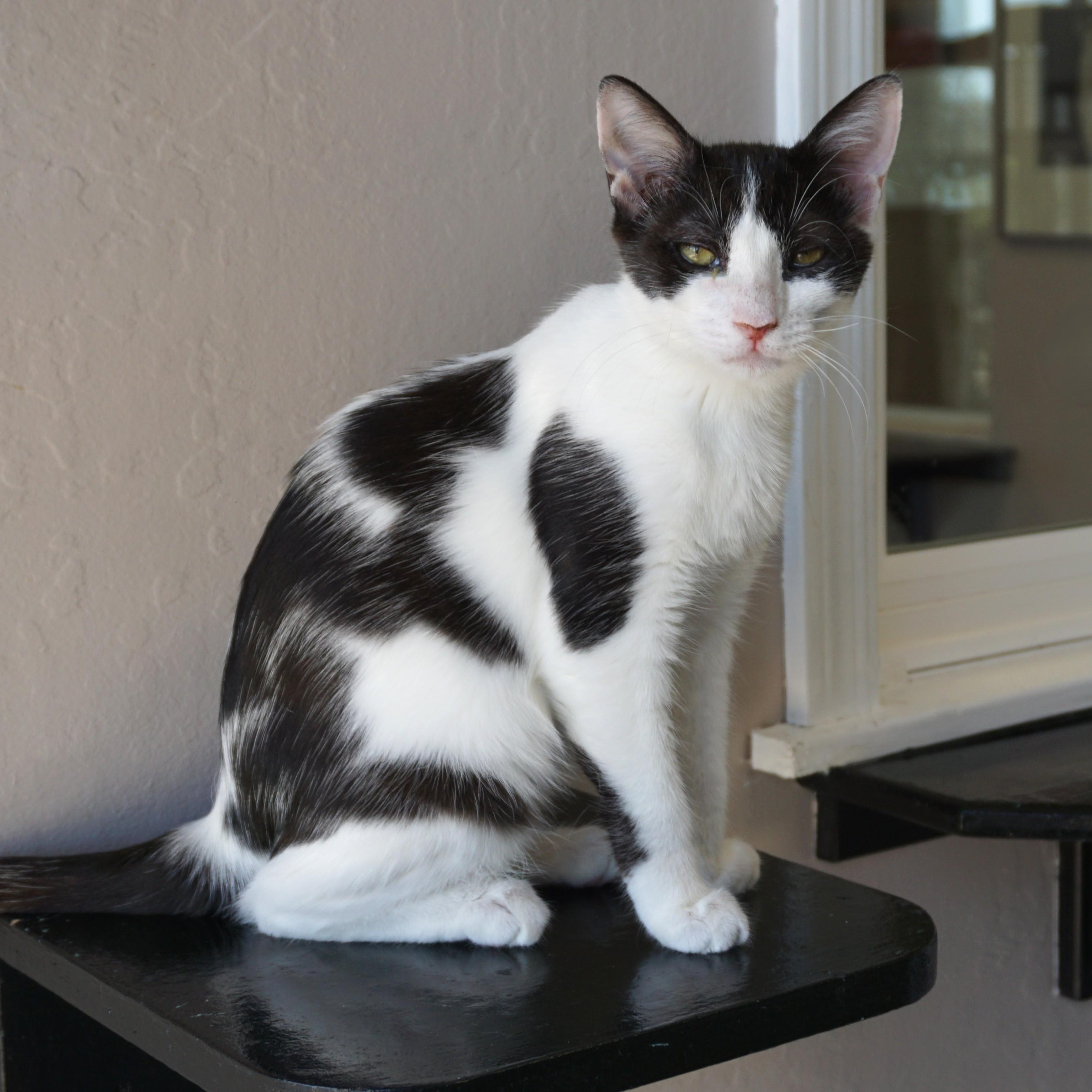 Vega, ADOPTABLE, Kitten Female Domestic Short Hair.