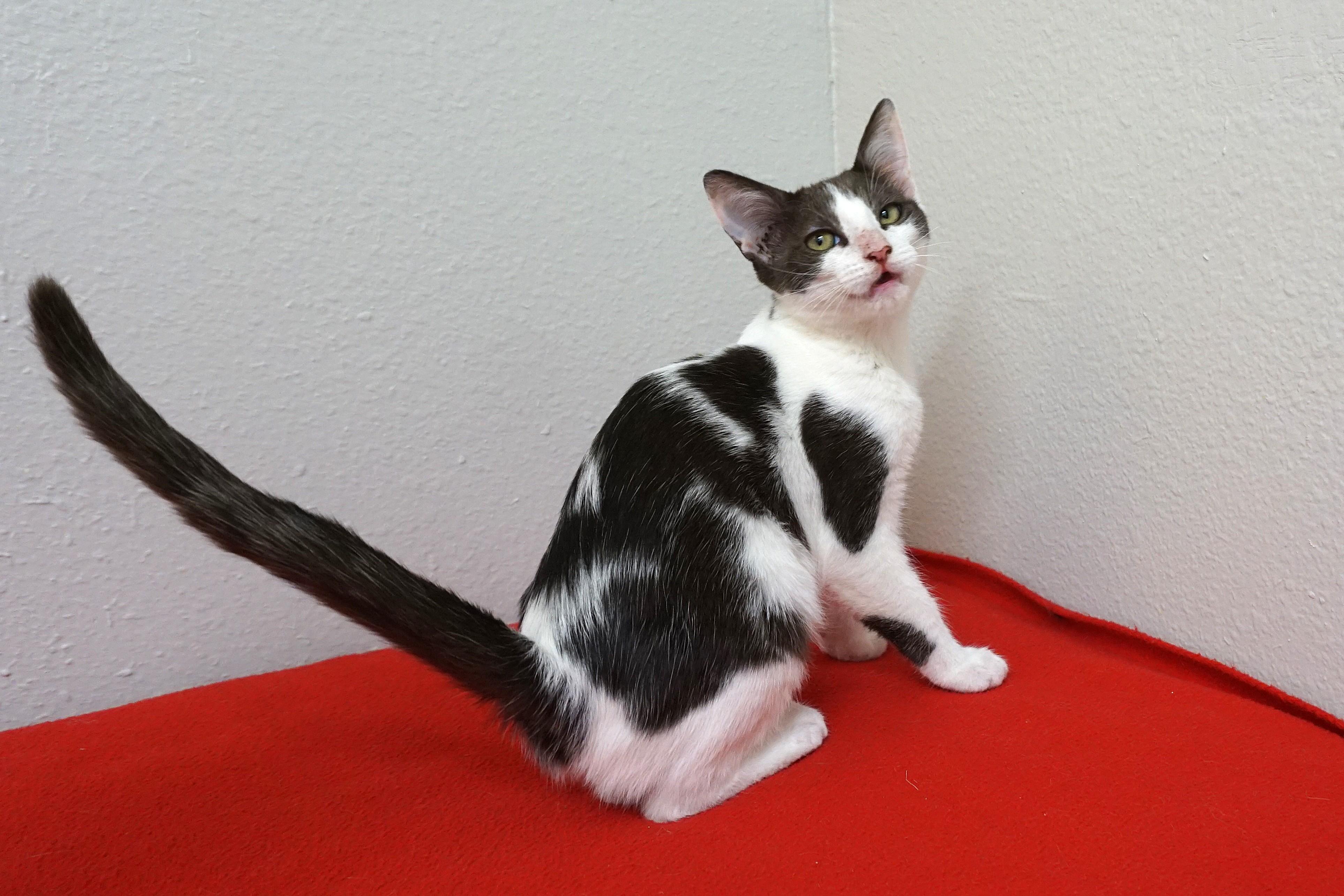 Enlarge Vega, a ADOPTABLE Domestic Short Hair in Fountain Hills, AZ image 2/4