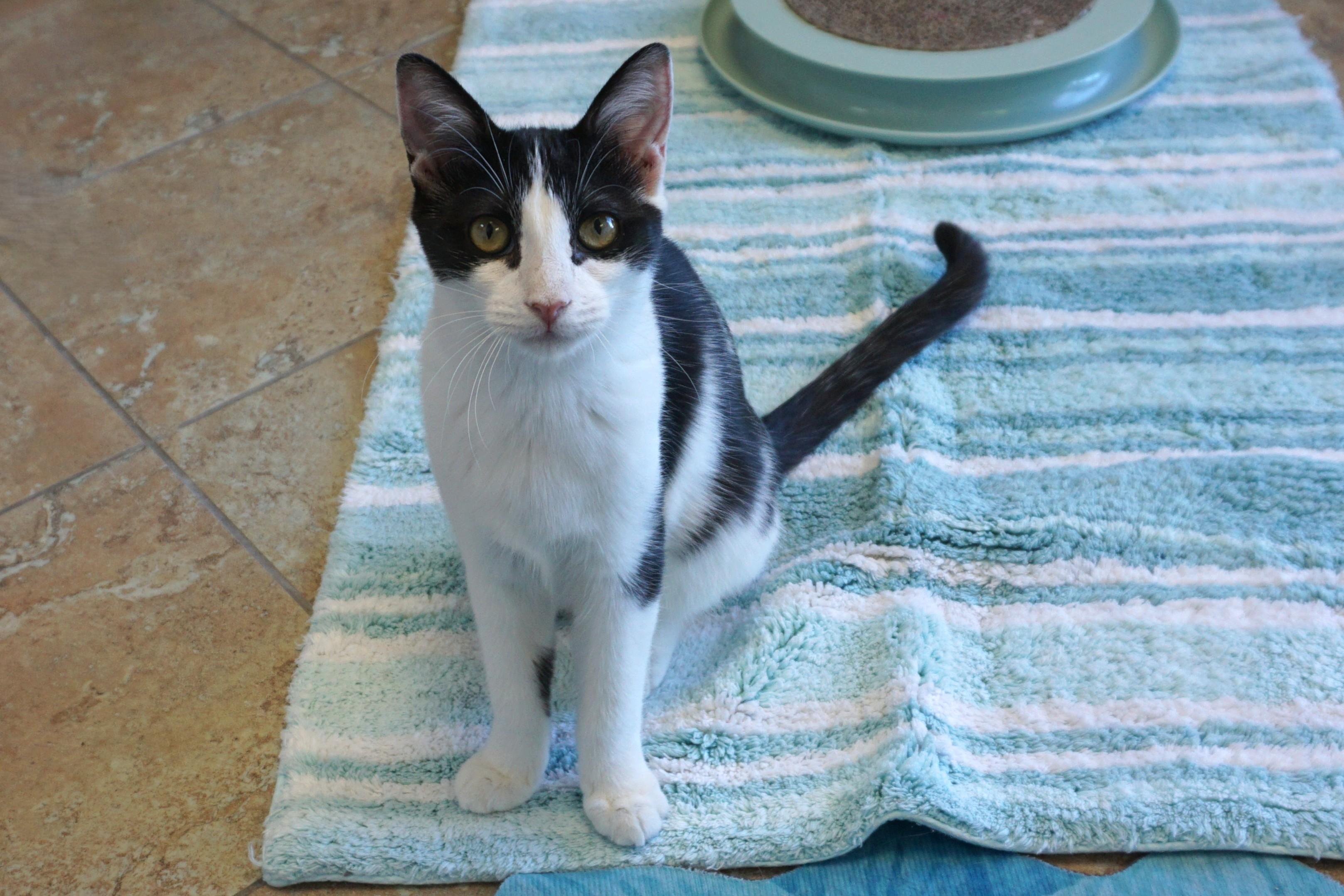 Enlarge Vega, a Adoptable Domestic Short Hair in Fountain Hills, AZ image 2/6
